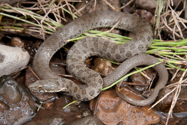 Narrow-headed garter snake