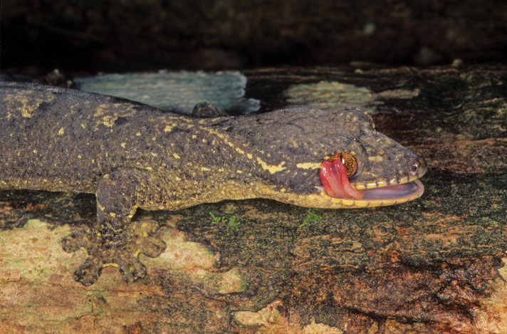 turnip-tailed gecko