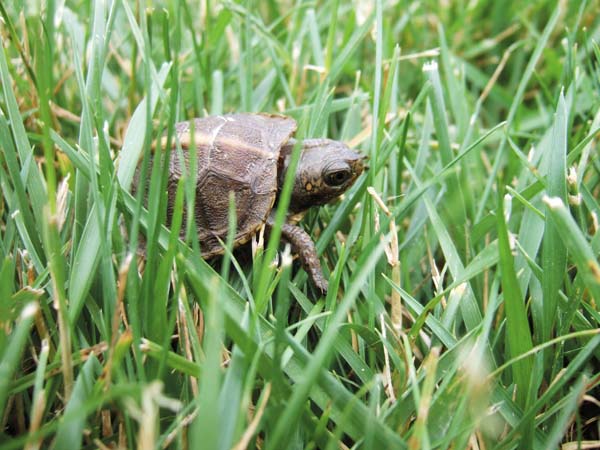 baby three toed box turtle