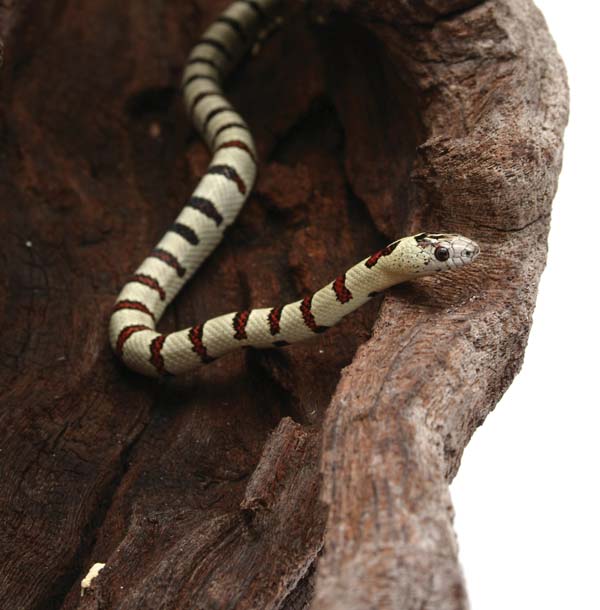 Nuevo Leon Kingsnake