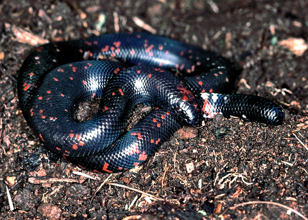 African burrowing python
