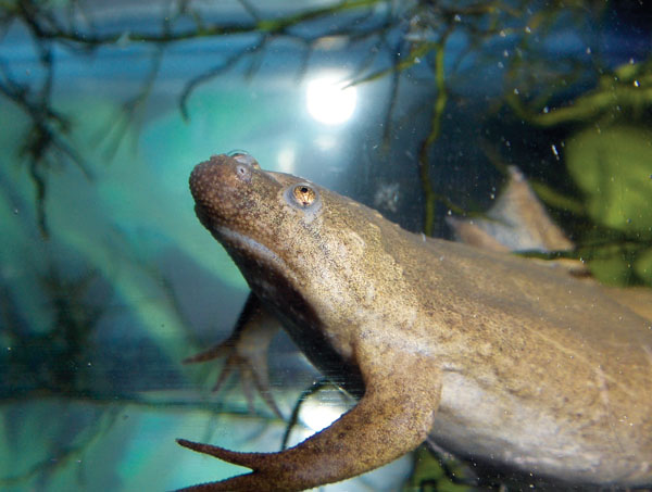 Cameroon clawed frog