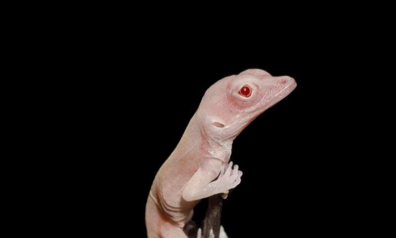 albino anole