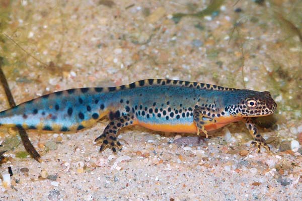 alpine newt