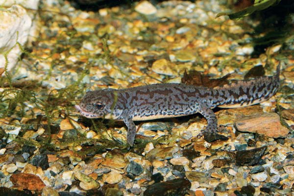 Alpine Newt