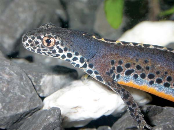 Alpine newt