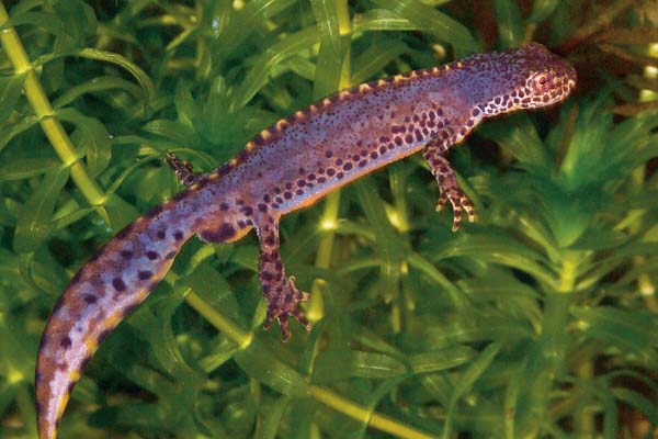 alpine newt