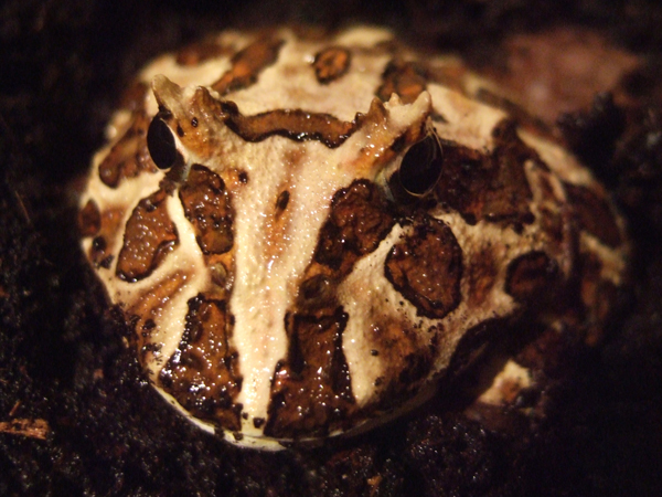 Argentine horned frog