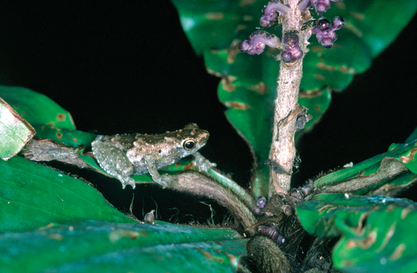 Bates tree toad