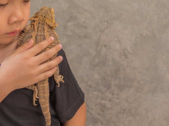 bearded dragon