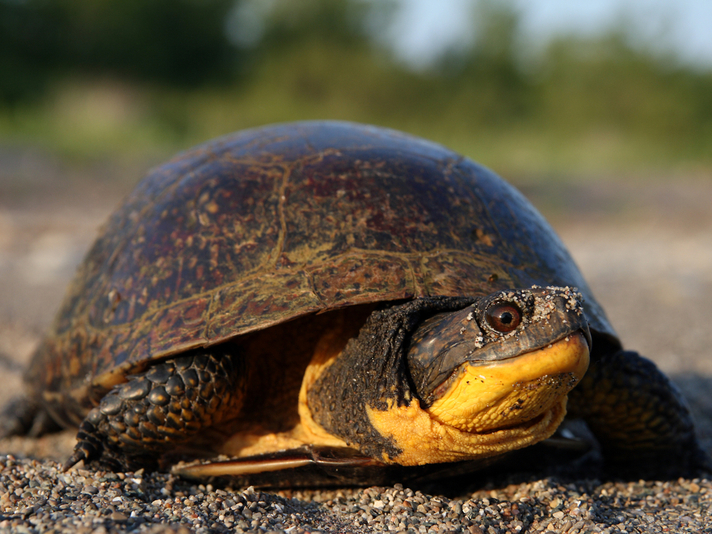 Blanding's turtle