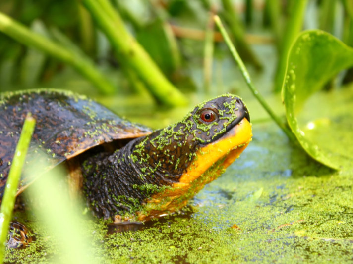Blanding's turtle