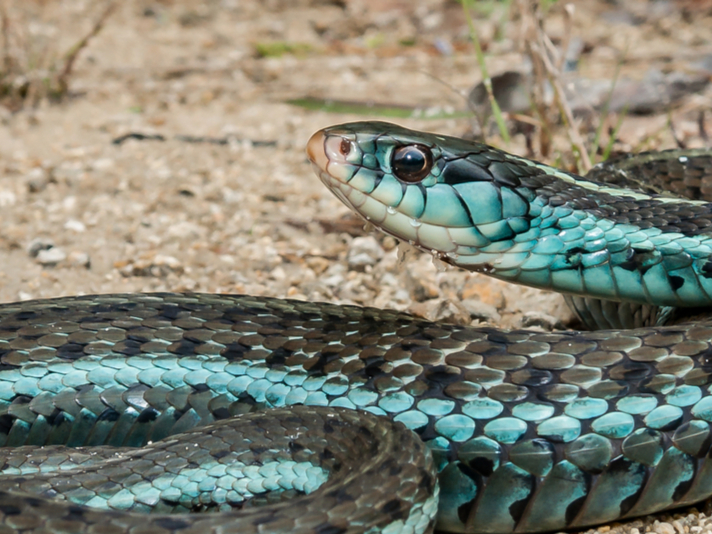 bluestripe garter snake