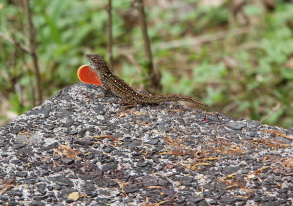 brown anole