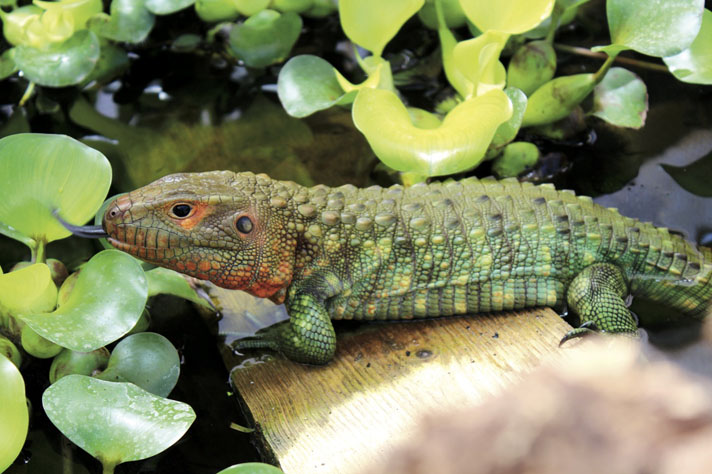 Caiman lizard