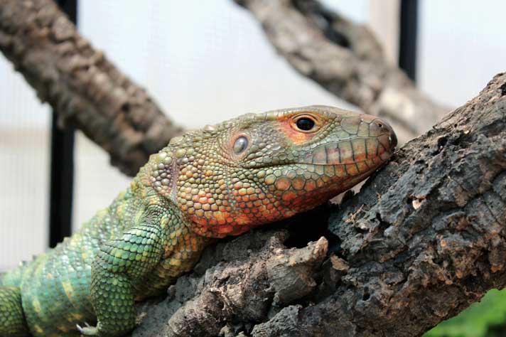 Caiman lizard