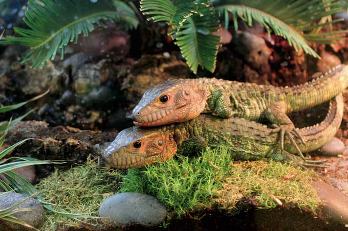 Caiman lizard