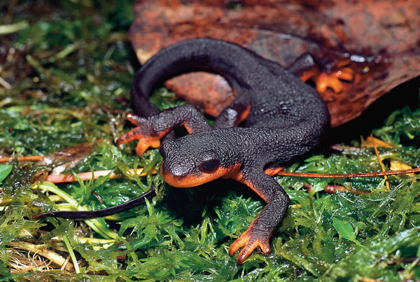 california red bellied newt