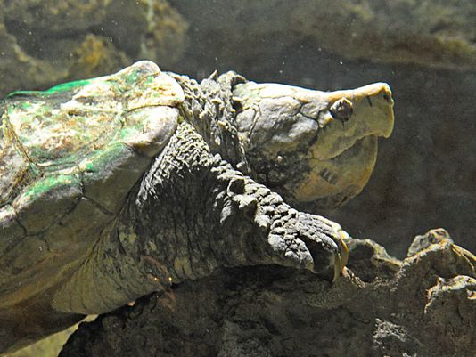 Capone the alligator snapping turtle