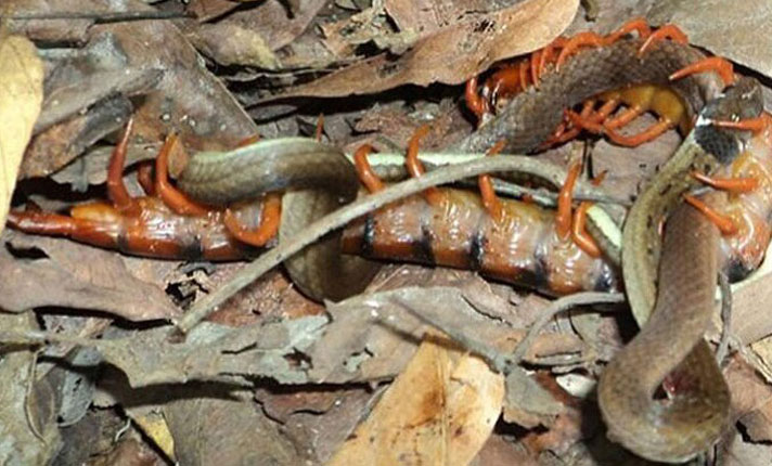 Scolopendra dawydoffi in the midst of attacking and devouring a  (Sibynophis triangularis