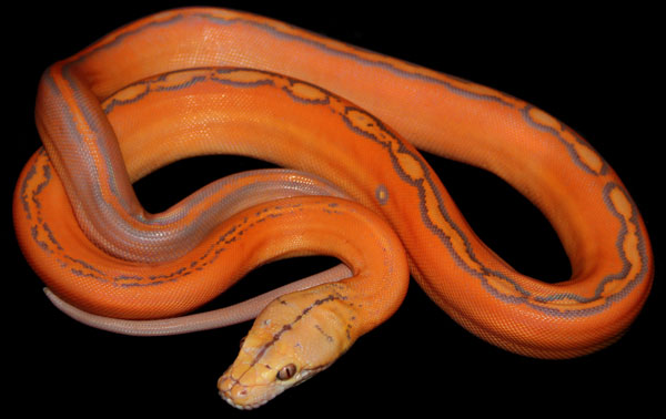 Coral sunglow reticulated python