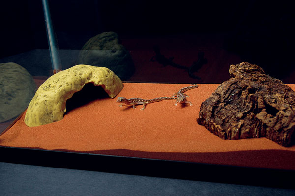 Diplodactylus geckos