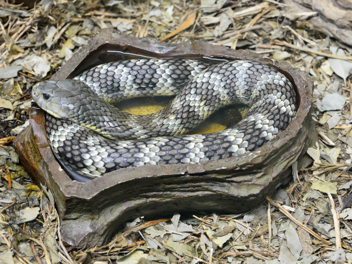 eastern tiger snake
