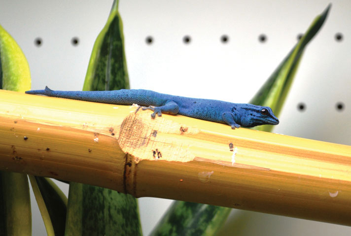 electric blue gecko