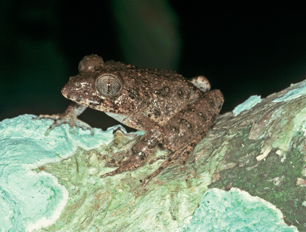 Gaboon forest frog