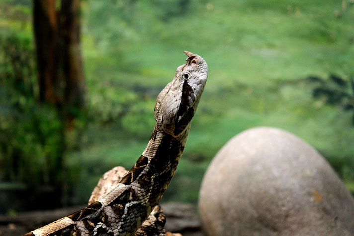 Gaboon viper