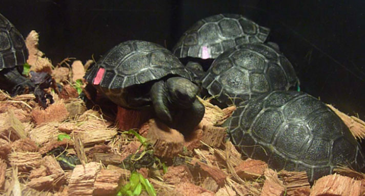 Galapagos tortoise hatchlings