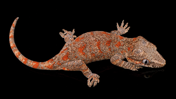 juvenile gargoyle gecko