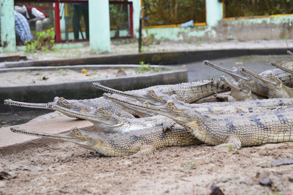 gharials