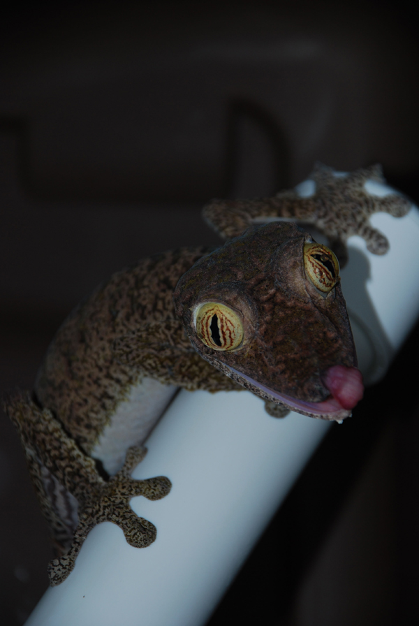 giant leaf-tailed gecko