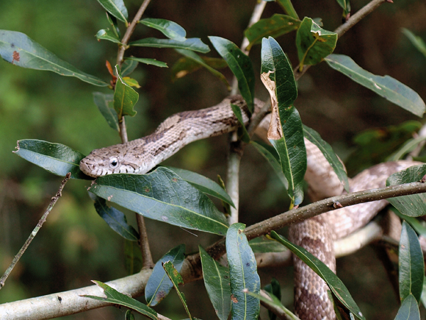 gray rat snake