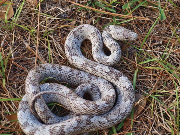 gray rat snake