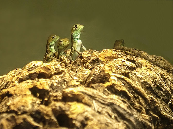 Hatchling water dragons