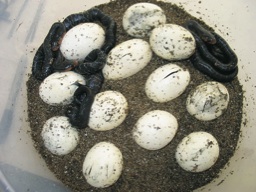 indigo snake hatchlings