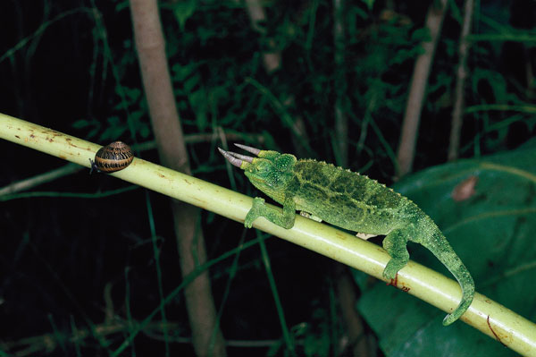 Jackson's chameleon