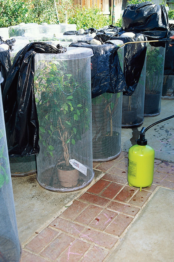 Jackson's chameleon enclosure