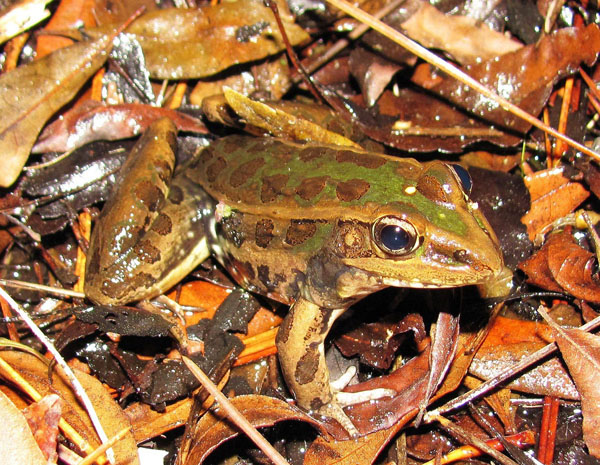 leopard frog