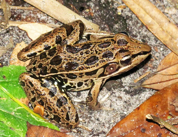 Leopard frog