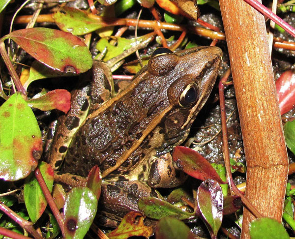 leopard frog