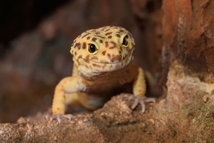 Leopard gecko