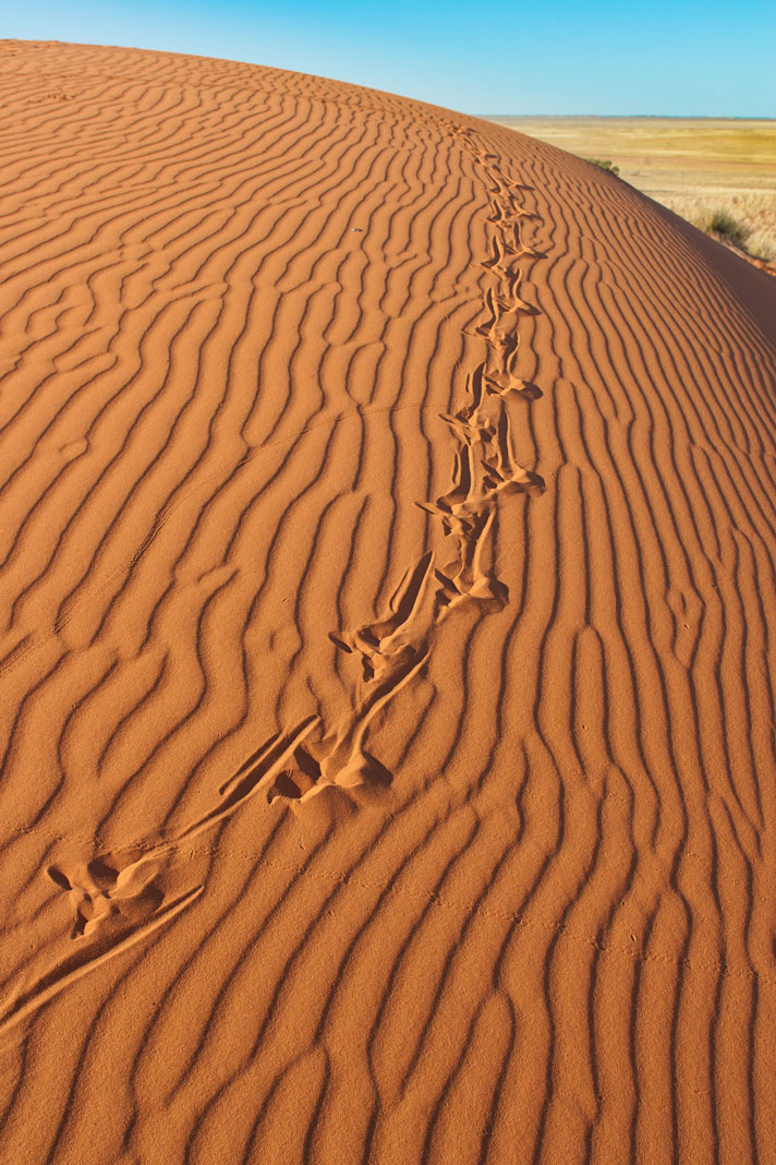 lizard footprints in the sand