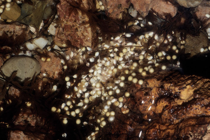 Malayan horned frog eggs