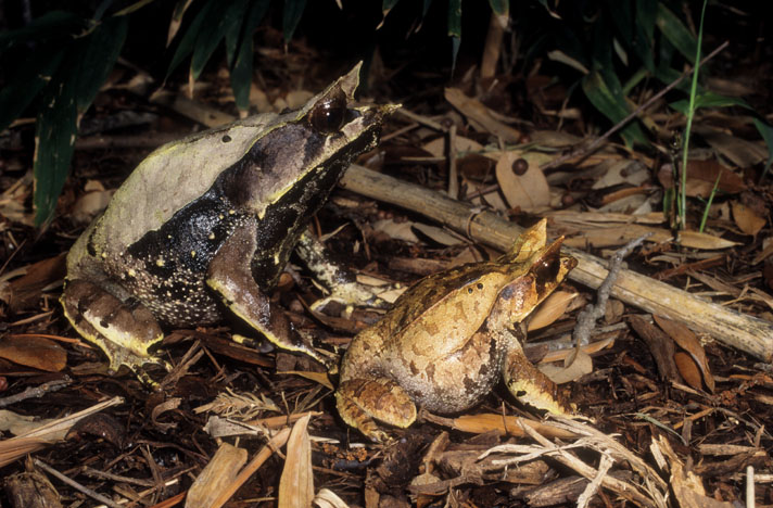 Malayan horned frog captive care