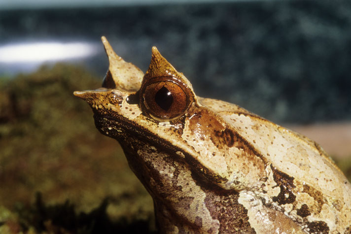 Malayan horned frog