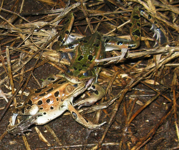 Sometimes while feeding they'll strike at anything that moves - including each other! This is why it's best to keep only similar-sized frogs together. No frogs were harmed in this incident.)
