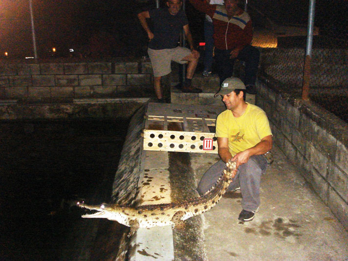 The author releases a 2-year-old Orinoco croc at a quarantine station in Venezuela